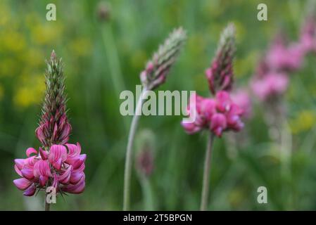 Common sainfoin in the meadow (Onobrychis viciifolia) Stock Photo