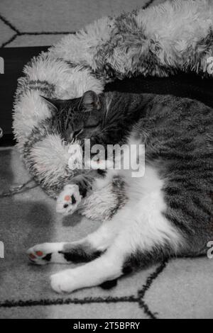 Domestic short-hair cat, lying in her white and grey cat bed, taking a cat nap. Stock Photo