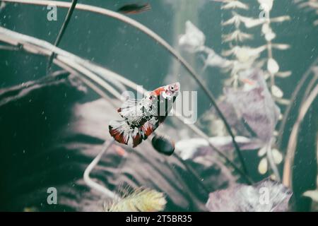 A Koi Betta Fish swimming in a fish tank with plants in the background. Stock Photo
