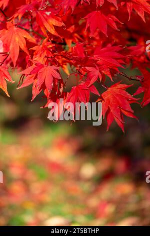 A vibrant maple tree in  November Stock Photo