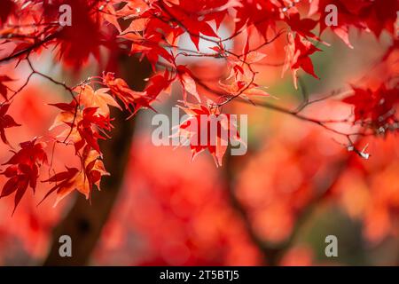 A Japanese Maple tree in the November sunshine Stock Photo