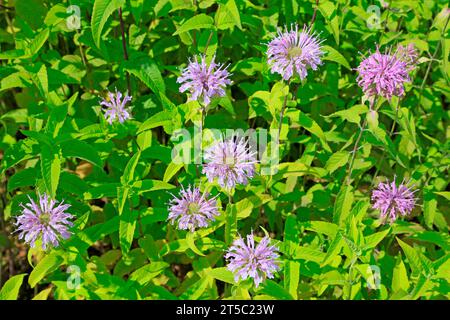 American peppermint in the botanical garden Stock Photo