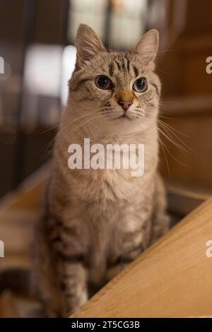White and grey domestic cat sitting on stairs in a living room Stock Photo