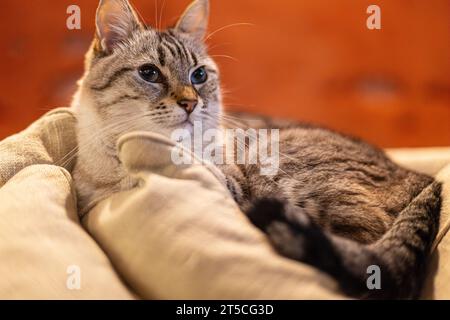 White and grey domestic cat resting on a sofa in a living room Stock Photo