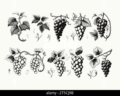 Drawing of Set of design elements with grapes illustration separated, sweeping overdrawn lines. Stock Vector