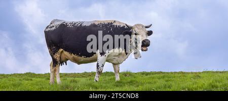 Normande cows grazing along Route des Cretes in Vosges region in France Stock Photo