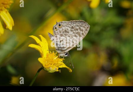 Common Zebra Blue, lang's short-tailed blue, Leptotes pirithous, butterfly, on yellow flower, Spain. Stock Photo