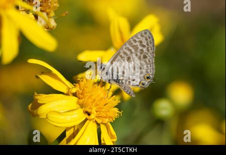 Common Zebra Blue, lang's short-tailed blue, Leptotes pirithous, butterfly, on yellow flower, Spain. Stock Photo