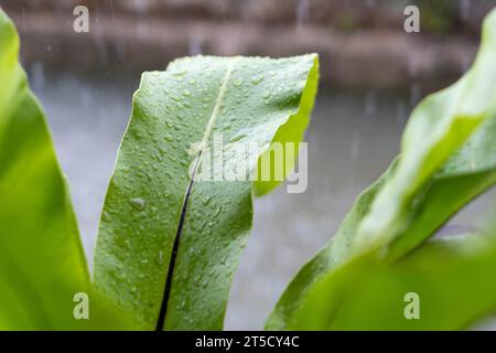 Water crystal raindrops on green leaves on the river bank in the afternoon in Masolo Pinrang village, Asia Indonesia Stock Photo