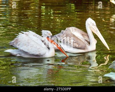 The Dalmatian pelican (Pelecanus crispus) is the largest member of the pelican family. Stock Photo