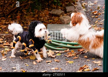 New York, United States. 04th Nov, 2023. New York, USA 11/4/23 The Tudor City Halloween Dog Costume Contest and Parade, held in the North Par of Tudor City in New York City, Saturday, November 4, 2023. Credit: Jennifer Graylock/Alamy Live News Stock Photo