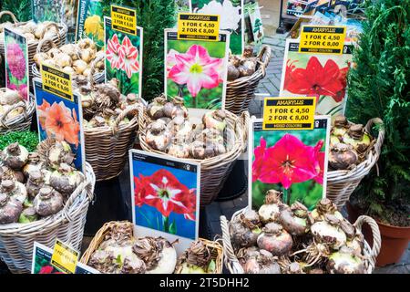 Baskets of Amaryllis bulbs for sale in the Flower market, Singel, Amsterdam. Stock Photo