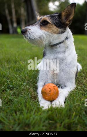 Chien Parson Russell Stock Photo