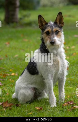 Chien Parson Russell Stock Photo