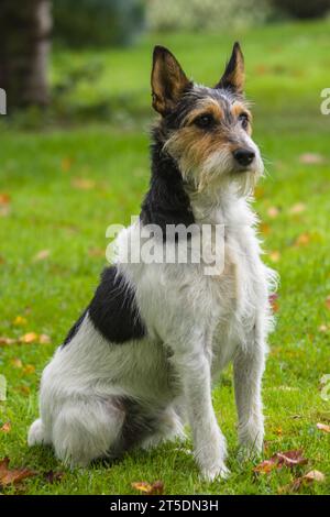 Chien Parson Russell Stock Photo