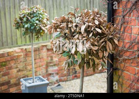 Frost damage on bay trees in UK garden. Close-up of dead foliage (brown leaves) on bay standard plant in winter. Stock Photo