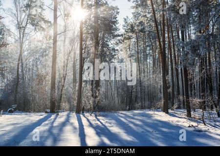 Morning scene in a winter forest with sun shining through pine trees Stock Photo