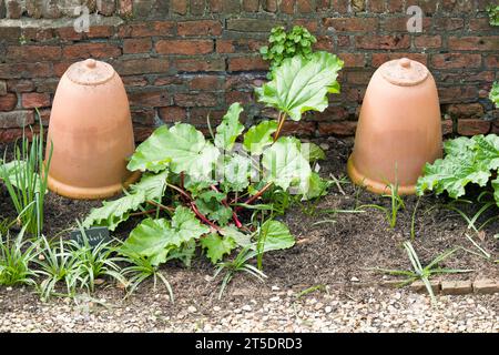 Rhubarb plants growing in an English vegetable garden with terracotta rhubarb pots or forcers. UK gardening. Stock Photo