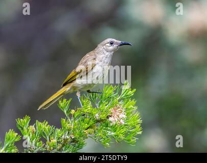 A Brown Honeyeater (Lichmera indistincta) perched on top of a tree. Australia. Stock Photo