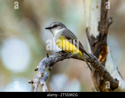 A Western Yellow Robin (Eopsaltria griseogularis) perched on a branch. Australia. Stock Photo