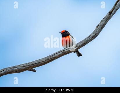 A bright-colored Red-capped Robin (Petroica goodenovii) perched on a branch. Australia. Stock Photo