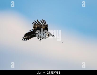 A New Holland Honeyeater (Phylidonyris novaehollandiae) chasing an insect in mid-air. Australia. Stock Photo