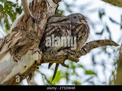 Two Tawny Frogmouths (Podargus strigoides) on their day roost. Australia. Stock Photo