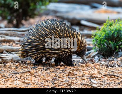 A Short-beaked Echidna (Tachyglossus aculeatus) is an unique mammal that lays eggs. Australia. Stock Photo