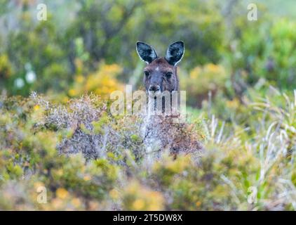 A Western Grey Kangaroo (Macropus fuliginosus) in the bushes. Australia. Stock Photo