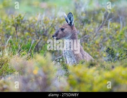 A Western Grey Kangaroo (Macropus fuliginosus) in the bushes. Australia. Stock Photo