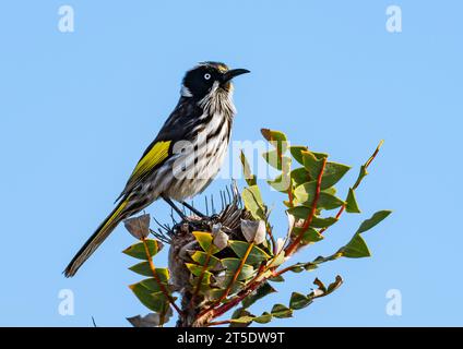 A New Holland Honeyeater (Phylidonyris novaehollandiae) perched on top of a bush. Australia. Stock Photo