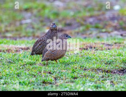 A pair Brown Quails (Synoicus ypsilophorus) foraging on the ground. Australia. Stock Photo