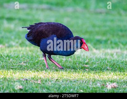 An Australasian Swamphen (Porphyrio melanotus) foraging on green grass. Australia. Stock Photo