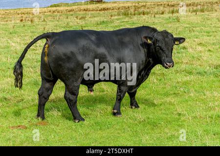 An Aberdeen Angus bull in a field near the village of May, Caithness, Scotland, UK, Stock Photo