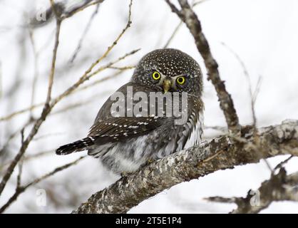 Northern Pygmy Owl (Glaucidium californicum) in winter. Yaak Valley, northwest Montana. Stock Photo