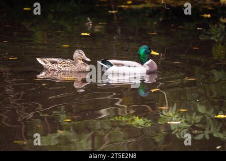 A colorful male mallard duck swims in front of his female mate on a tranquil lake in early fall with their reflections in the cool water Stock Photo
