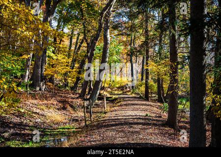 The red orange and yellow leaves of fall along a reflecting pond in Autumn on scenic Long Island NY with a wooden bridge spaning a small lake Stock Photo