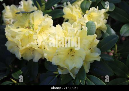 Yellow Rhododendron blooming Stock Photo - Alamy