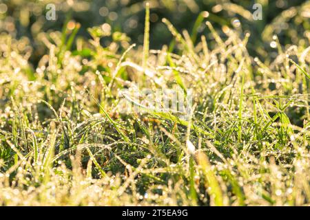 Heavy dew in grass on a bright summer morning, backlit Stock Photo