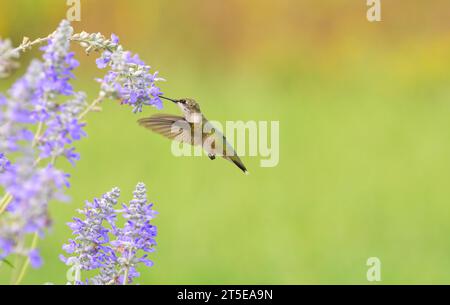 Ruby-throated Hummingbird in flight, feeding on a purple salvia flowers with green background Stock Photo