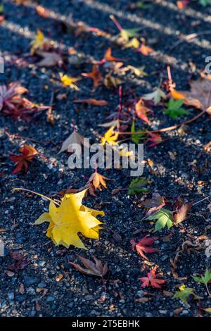 Fallen, multicoloured Japanese maple leaves lie strewn on the pavement after an Autumn rain storm in Vancouver, Canada. Sun creates diagonal shadows. Stock Photo