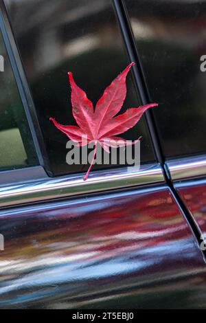 Red maple leaf on a black car in Vancouver, Canada, during Autumn. The car's black paint reflects the surroundings. Stock Photo
