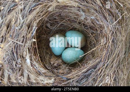 Three blue birds eggs in nest Stock Photo