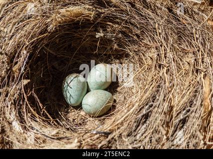 Three blue birds eggs in nest Stock Photo