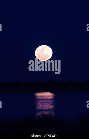 A Super Blue Moon rising and reflected in the water, Western Australia, Australia Stock Photo