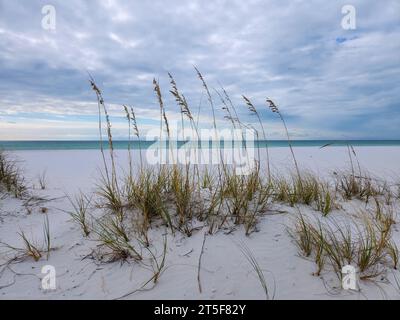 Sea Oats on the beach at Pensacola, Florida in October Stock Photo
