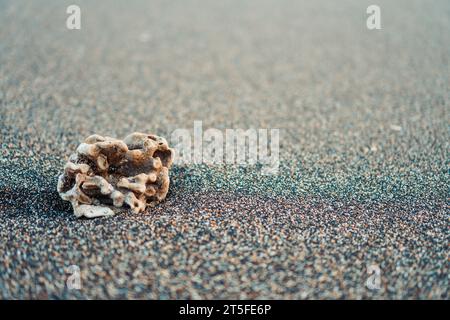 a close-up snapshot of a small coral piece resting on the sandy beach. With copy space for text Stock Photo