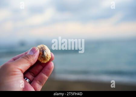 Hand holding small white seashell on blurry beach waves background. With copy space for text Stock Photo