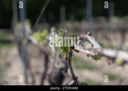 Vigne Raisin Cognac Stock Photo