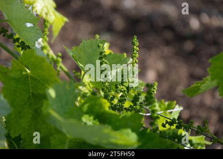 Vigne Raisin Cognac Stock Photo